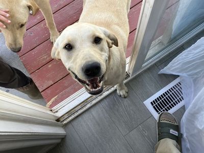 1-Year-Old Yellow Labrador Retriever - Playful and Ready for a New Home!