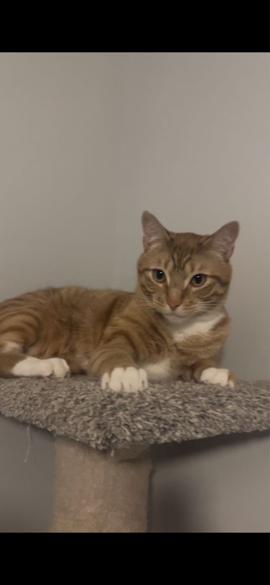 King the Sweet Orange Tabby Cat - Mellow, Affectionate, Kid-Friendly, Litter Trained