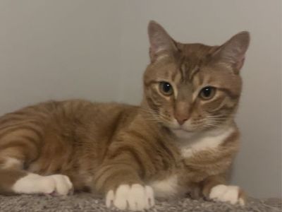 King the Sweet Orange Tabby Cat - Mellow, Affectionate, Kid-Friendly, Litter Trained