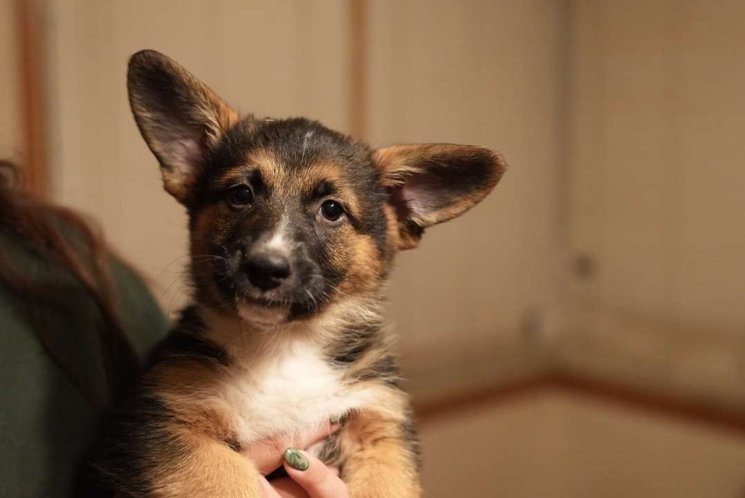 Corgi German Shepherd Mix Puppies - 8 Weeks Old