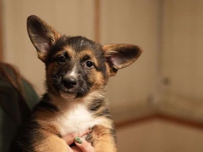 Corgi German Shepherd Mix Puppies - 8 Weeks Old