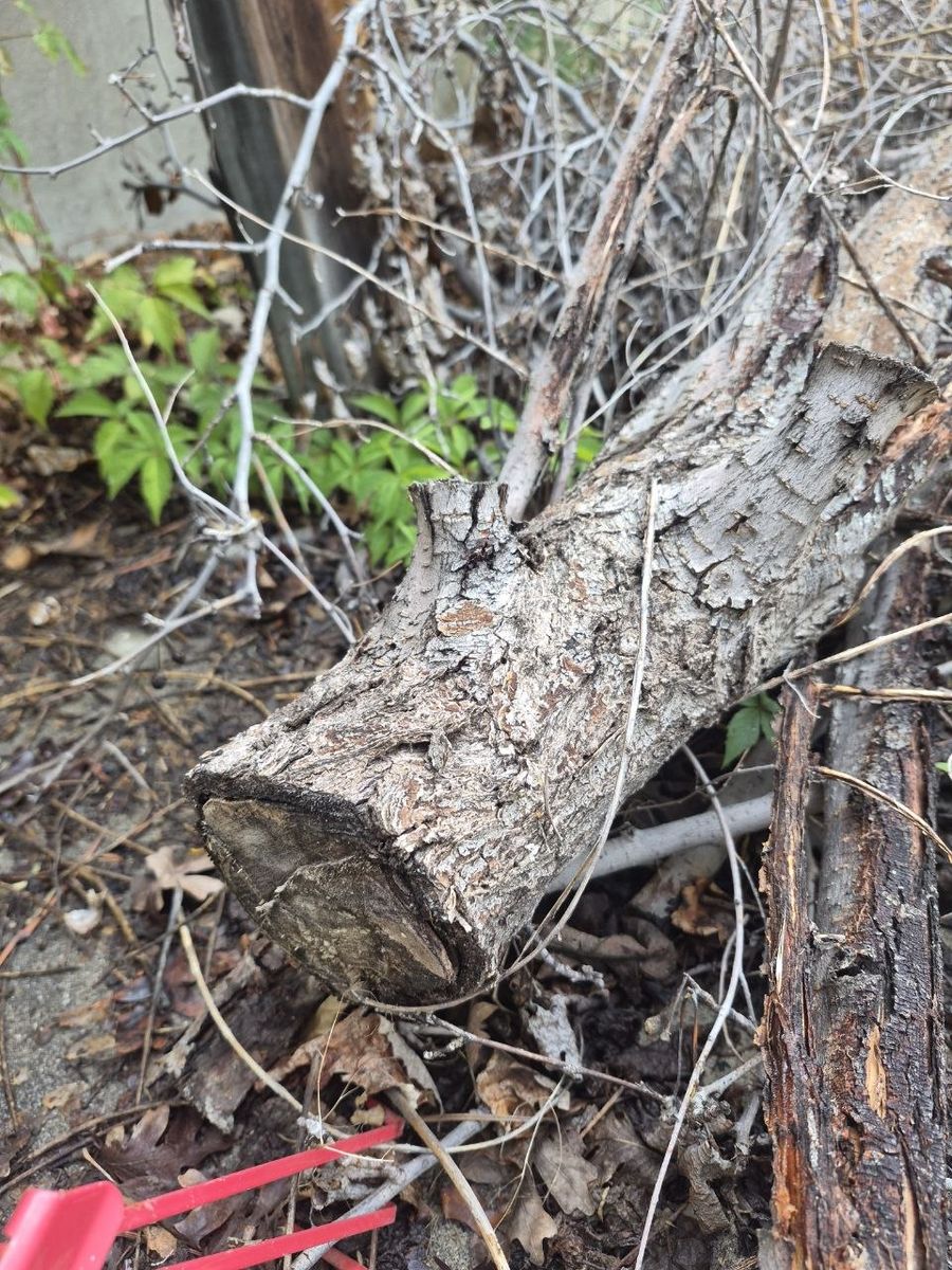 Dried wood