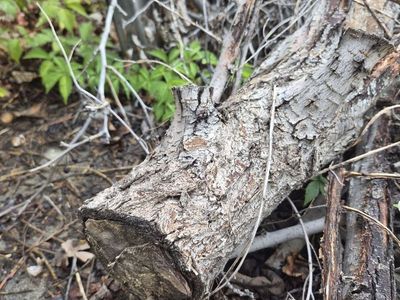 Dried wood