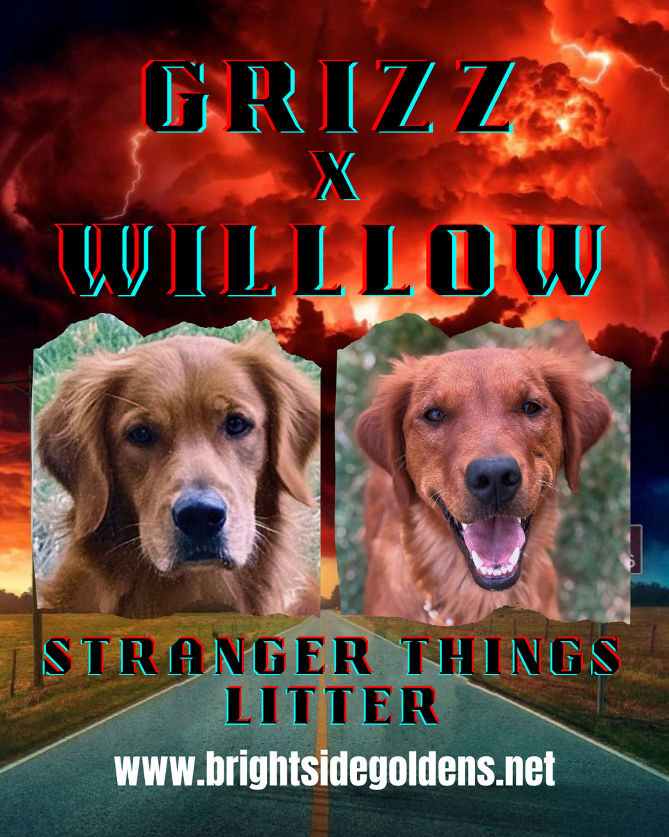 AKC Purebred Red Golden Retriever Puppies