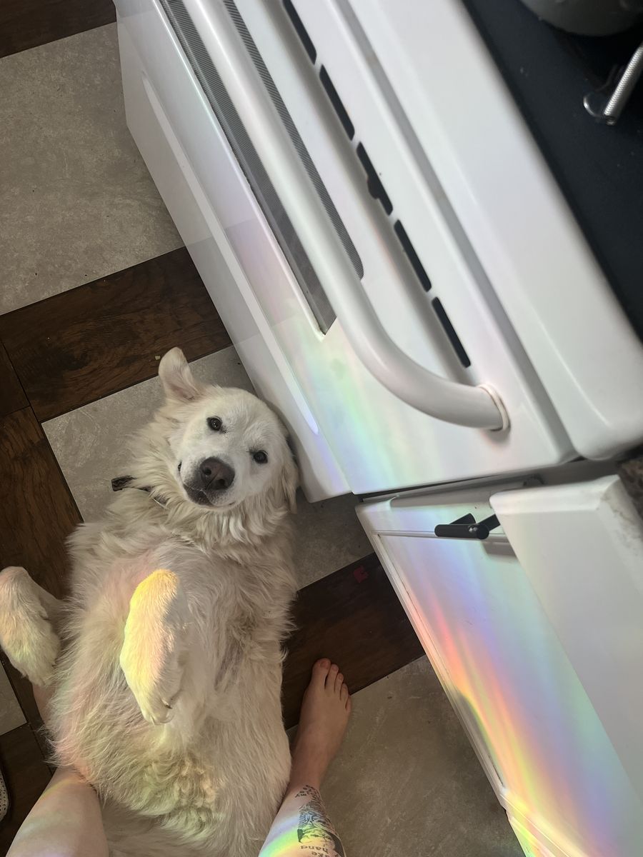 Great Pyrenees | Female | Honey