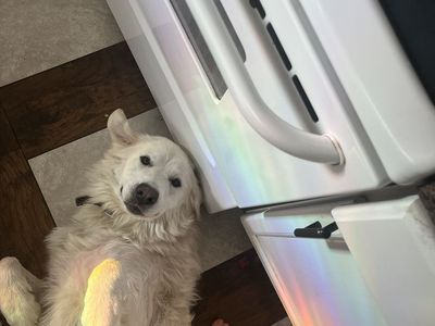 Great Pyrenees | Female | Honey