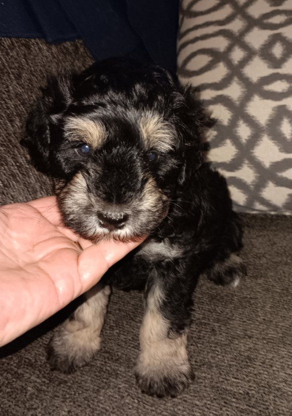 Miniature Schnauzer male