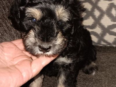 Miniature Schnauzer male
