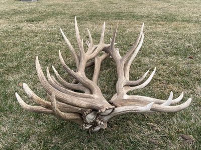 Brown Elk Antlers Naturally Shed