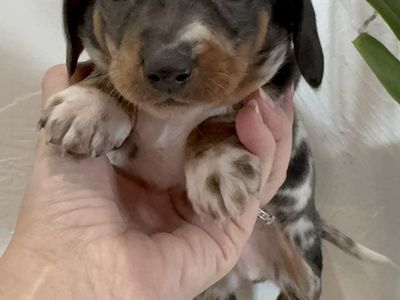Mini Dachshund
