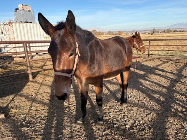 Brownie – John Mule | Lots of Heart & Big Walk