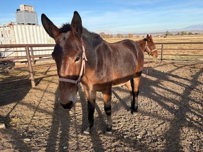 Brownie – John Mule | Lots of Heart & Big Walk