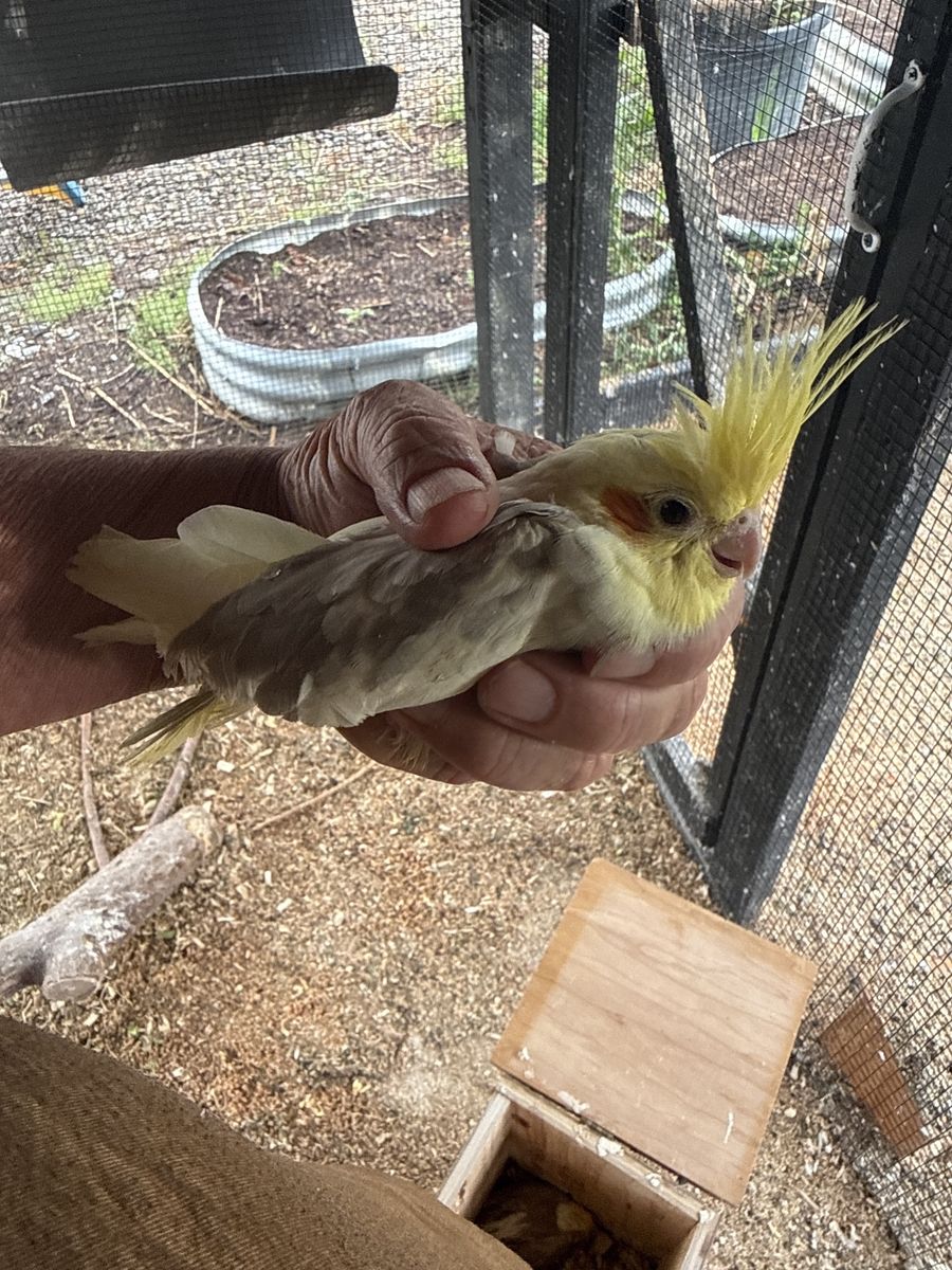 Cockatiels