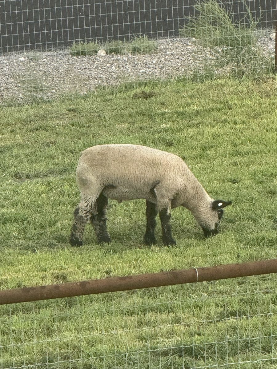 Crossbred wether lamb 