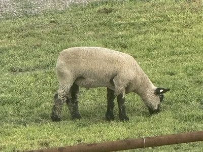 Crossbred wether lamb