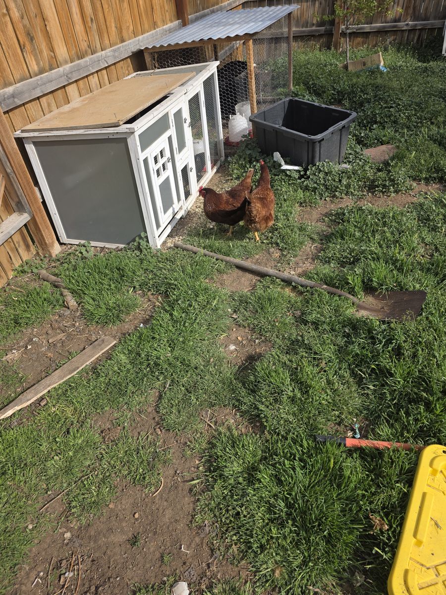 2 Laying Chickens and 9 Black Sexlink Chicks