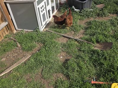 2 Laying Chickens and 9 Black Sexlink Chicks