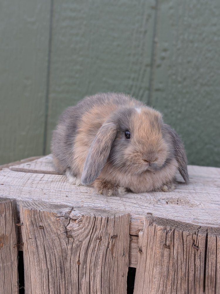 sale purebred Holland lop bucks