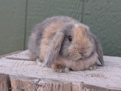 sale purebred Holland lop bucks