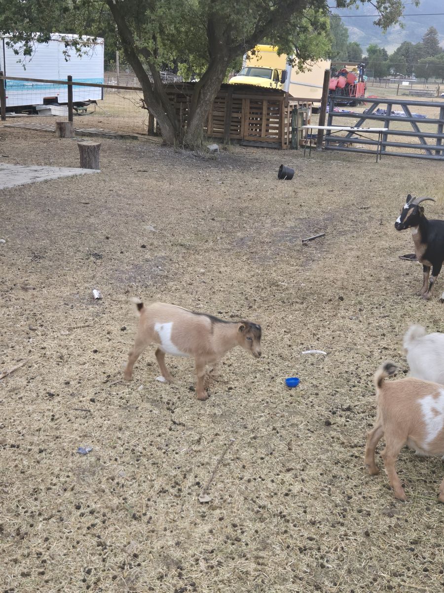 Goats