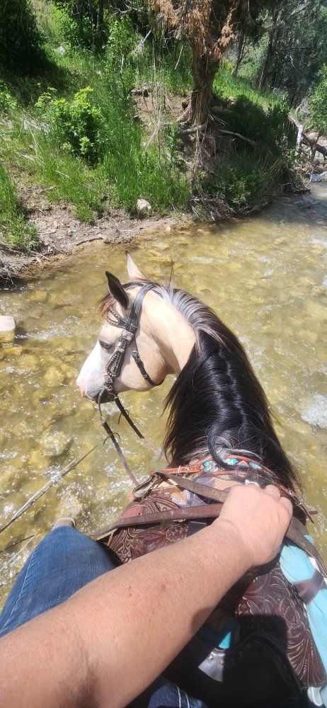 STUNNING 15.1 HAND BUTTERMILK BUCKSKIN PAINT GELDING