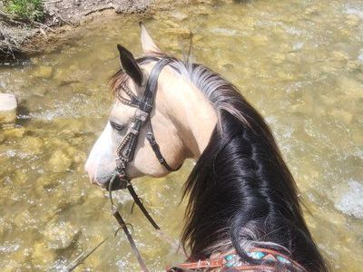 STUNNING 15.1 HAND BUTTERMILK BUCKSKIN PAINT GELDING