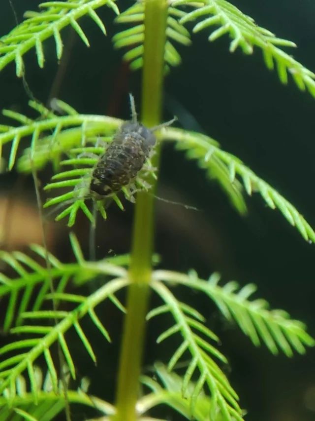 Water isopods!