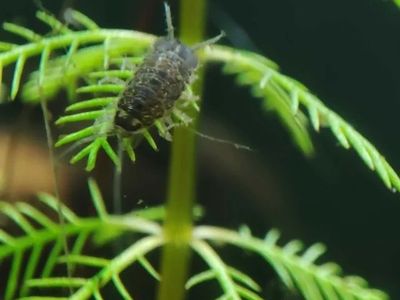 Water isopods!
