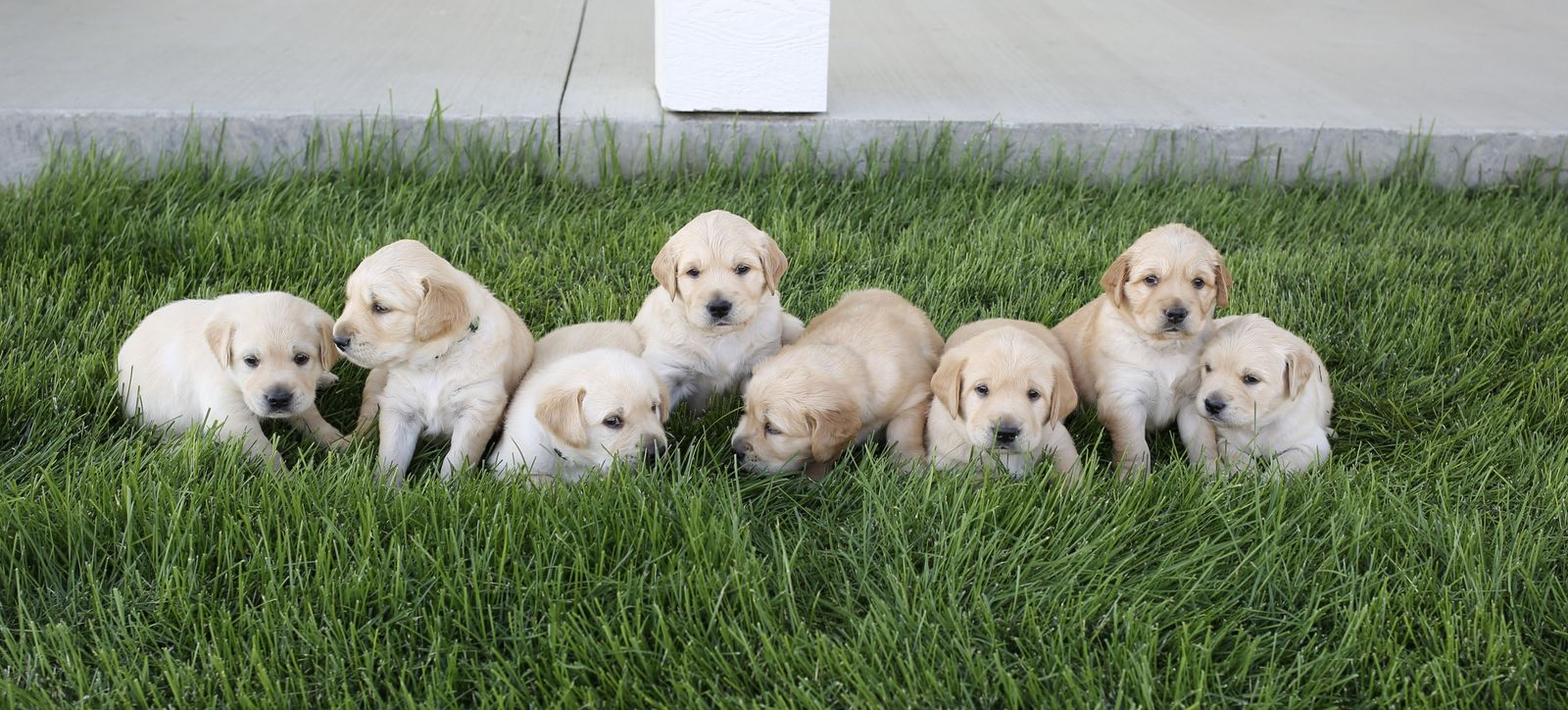 Beautiful English Cream Golden Retriever Labrador Puppies Great Family Dog