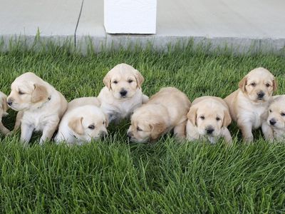 Beautiful English Cream Golden Retriever Labrador Puppies Great Family Dog