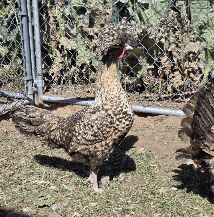 candy corn polish hens, pullets, and roosters!