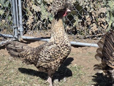candy corn polish hens, pullets, and roosters!