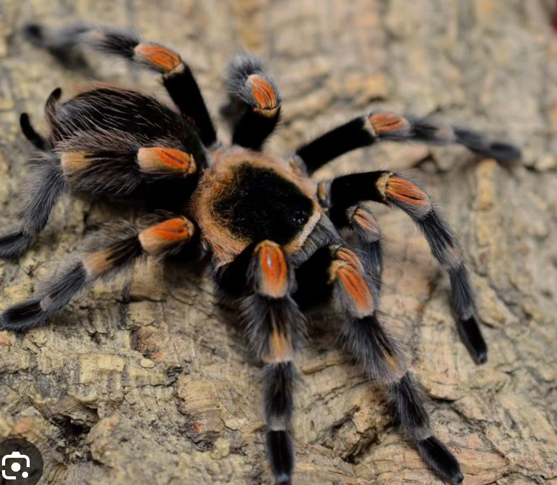 Red Knee Tarantula For Sale