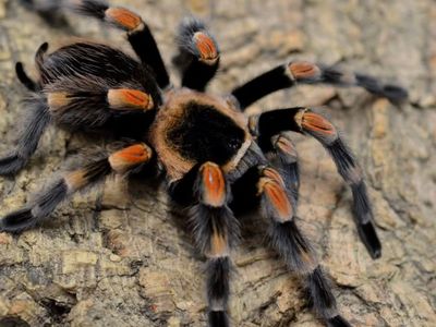 Red Knee Tarantula For Sale