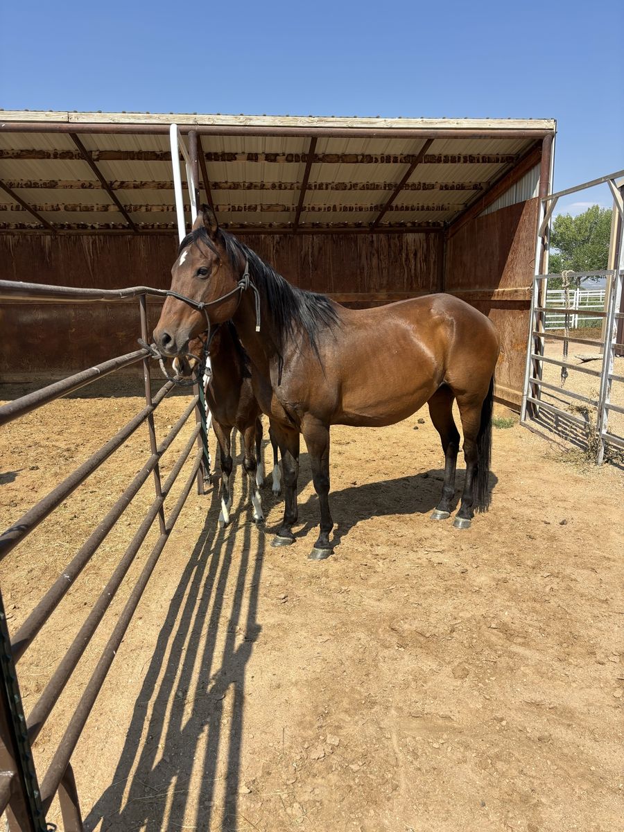 Brood  mare