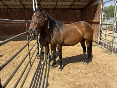 Brood mare
