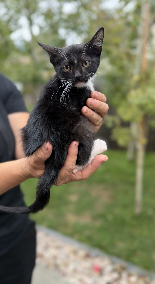 Adorable Grey Tabby Kitten