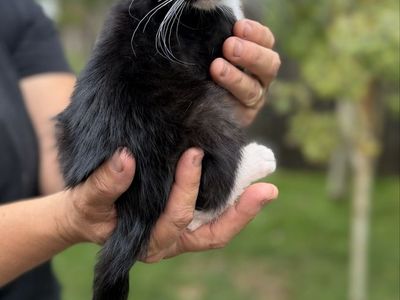 Adorable Grey Tabby Kitten