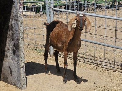 Goats female: Nubian & Nigerian dwarf