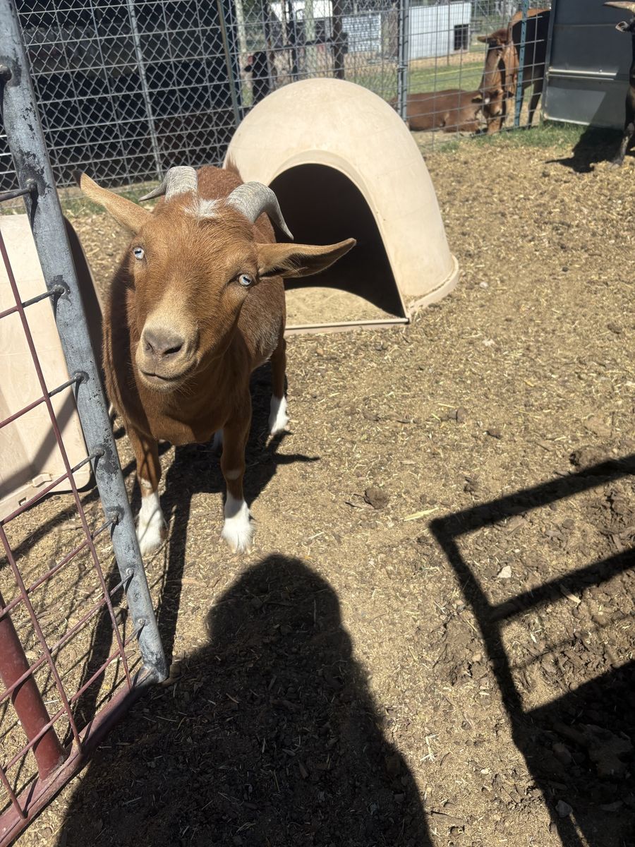 Goat for Sale - Friendly, Healthy weather,and Ready for a New Home!