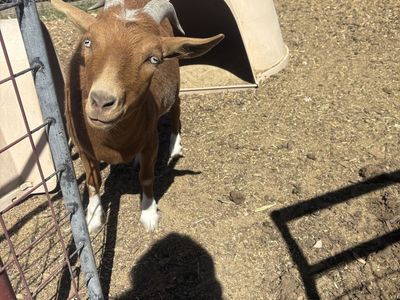 Goat for Sale - Friendly, Healthy weather,and Ready for a New Home!