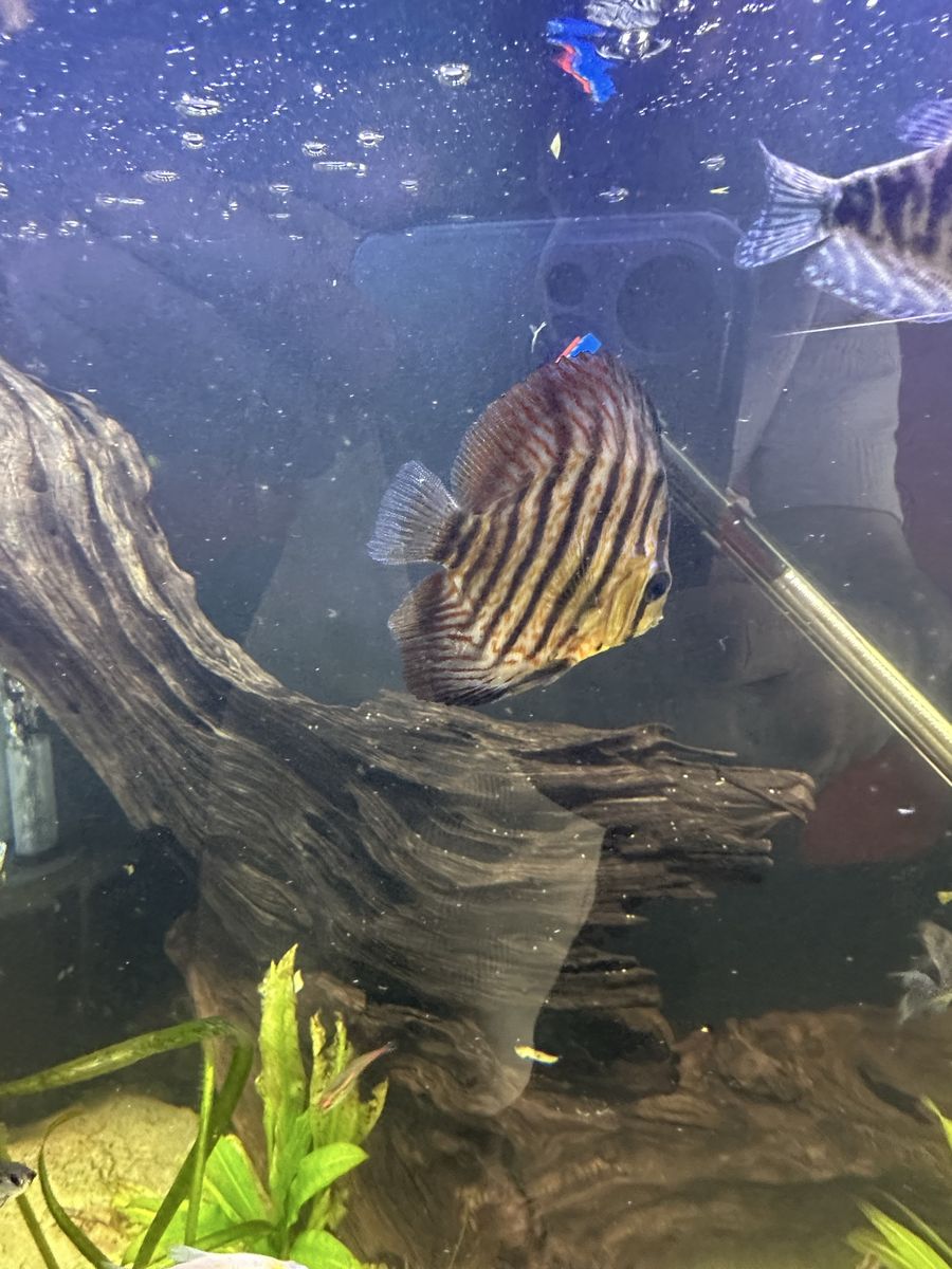 Discus 4 inch