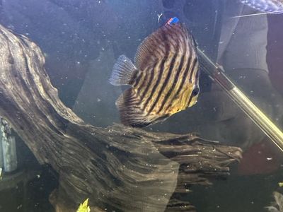 Discus 4 inch