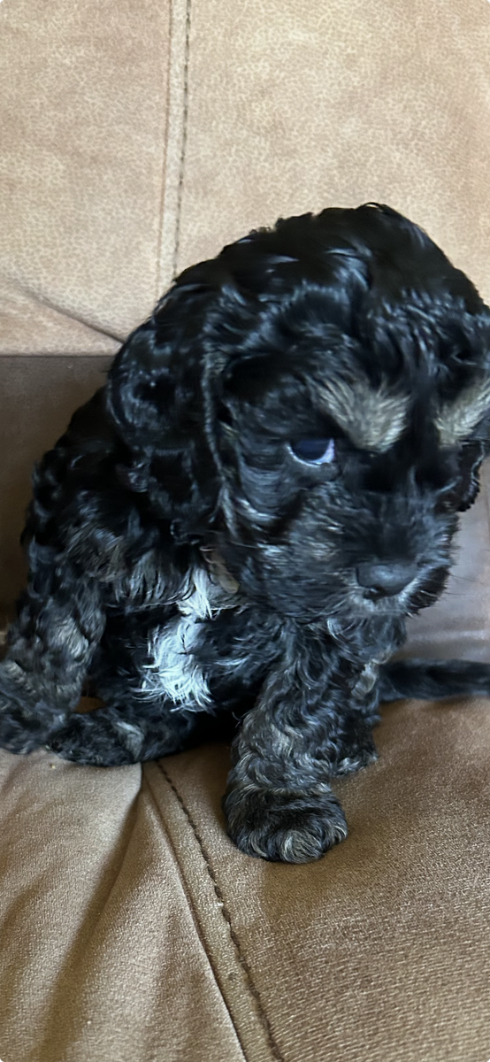 Mini Cockapoo Puppy AKC American Cocker/AKC Toy Poodle