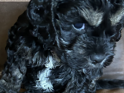 Mini Cockapoo Puppy AKC American Cocker/AKC Toy Poodle