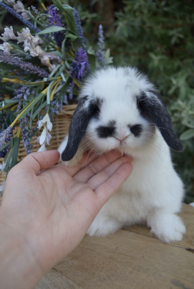 Baby Holland Lop Girl