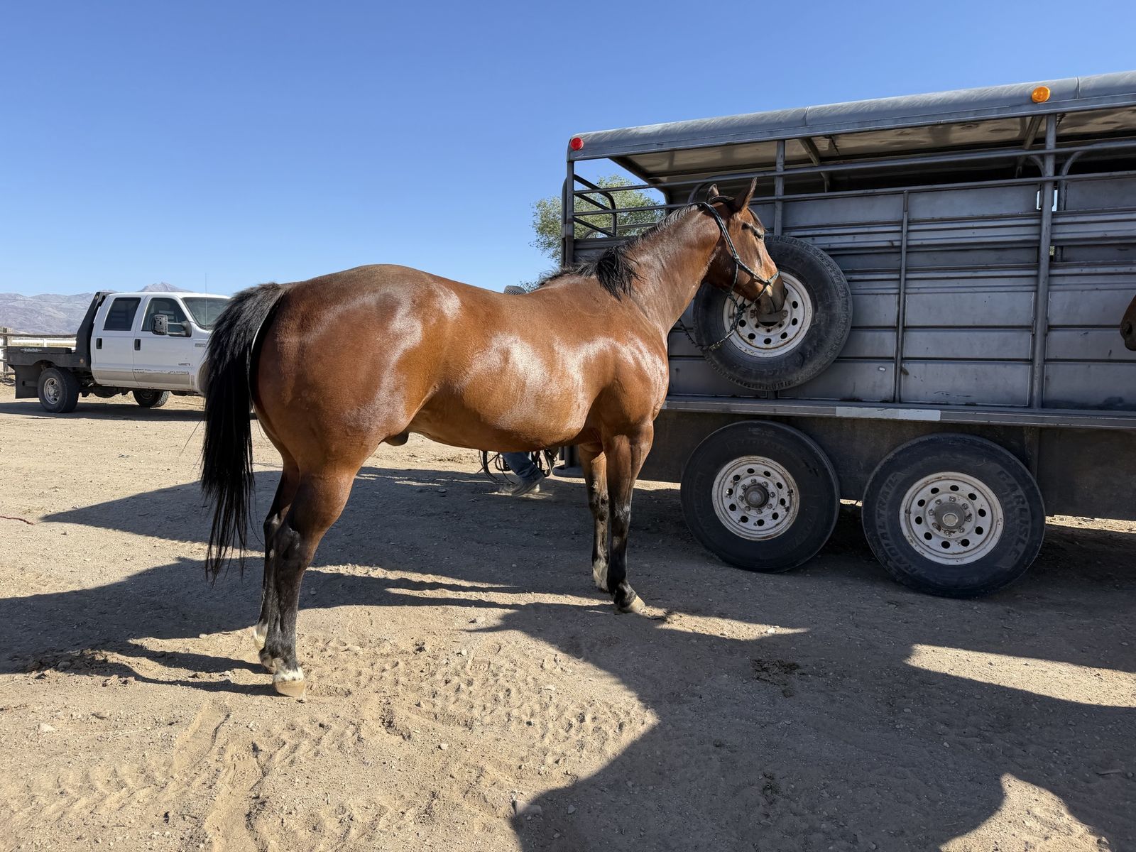2015 barrel horse bay gelding