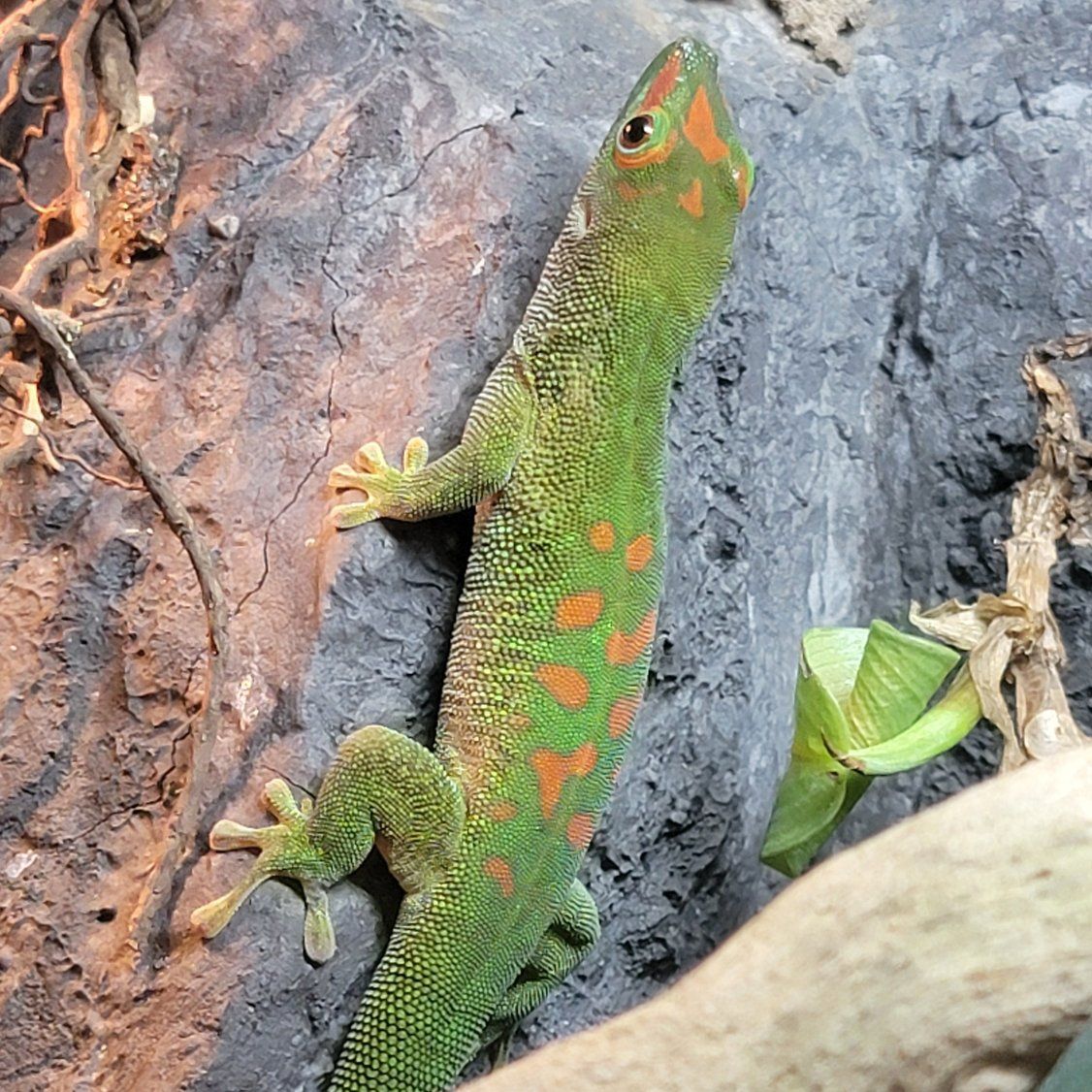 1 year old crimson day gecko