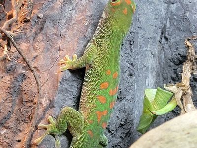 1 year old crimson day gecko