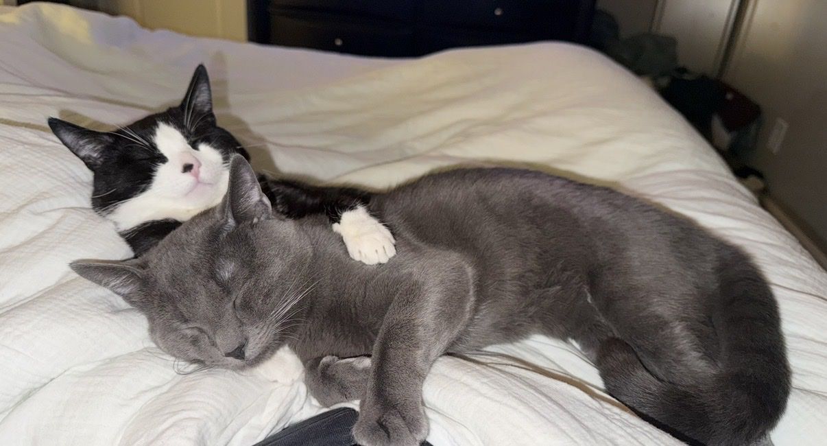 Male Cats